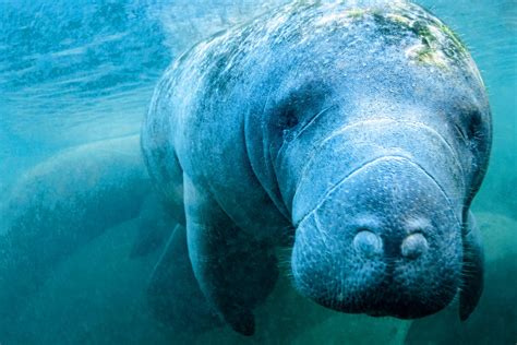 manatee viewing cape canaveral.